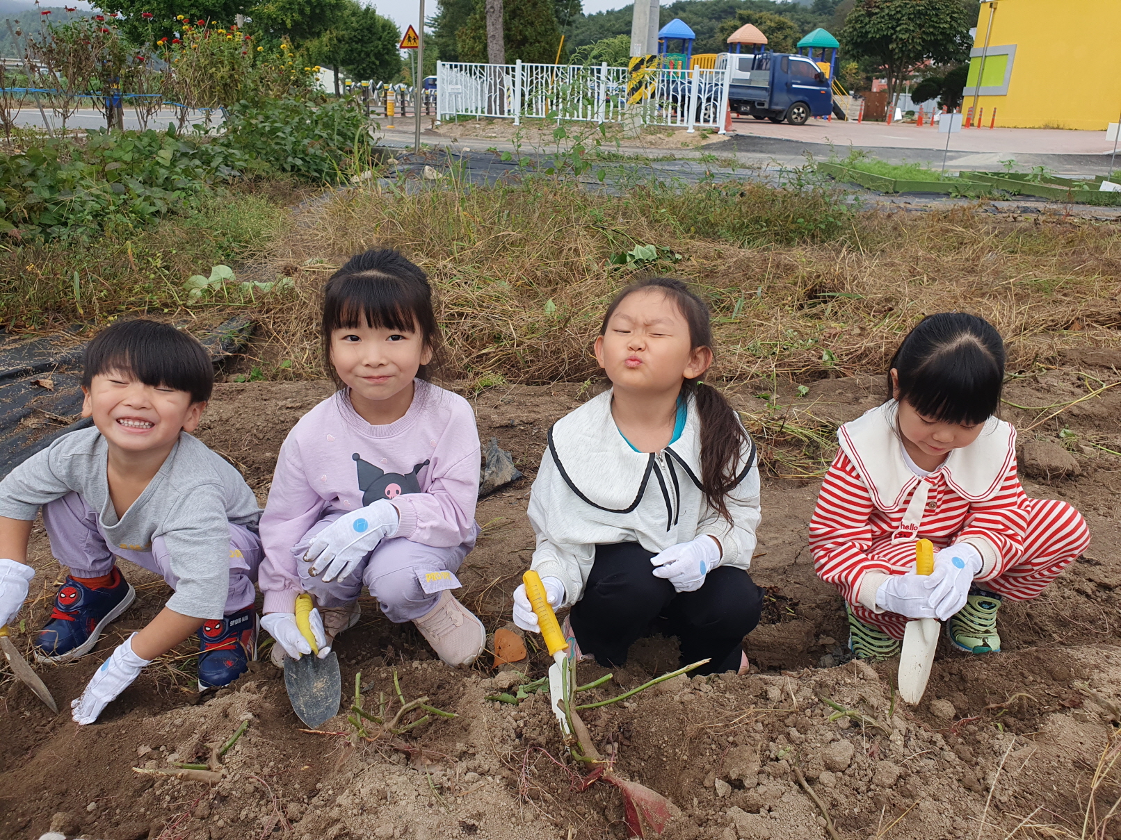 가을수확~ 고구마 캐기 사진